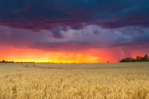 Colorful cloudy sky over wheat field at sunset time