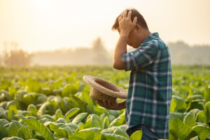 Illness, Fail, unsuccessful or very tired farmer concept. Asian